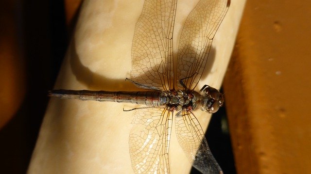Bezpłatne pobieranie Dragonfly Zucchini Close Up - darmowe zdjęcie lub obraz do edycji za pomocą internetowego edytora obrazów GIMP
