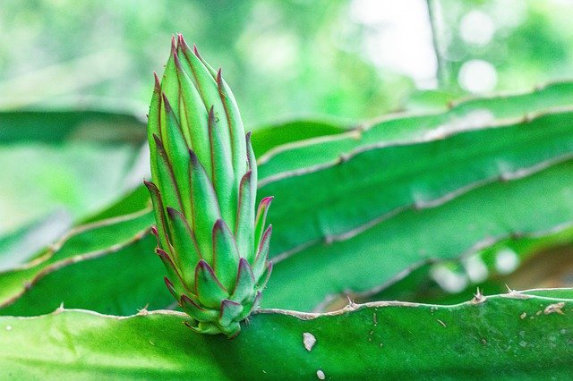 ດາວ​ໂຫຼດ​ຟຣີ Dragon Fruit Asia - ຮູບ​ພາບ​ຟຣີ​ຫຼື​ຮູບ​ພາບ​ທີ່​ຈະ​ໄດ້​ຮັບ​ການ​ແກ້​ໄຂ​ກັບ GIMP ອອນ​ໄລ​ນ​໌​ບັນ​ນາ​ທິ​ການ​ຮູບ​ພາບ​