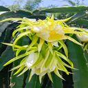 dragon fruit flower wallpaper  screen for extension Chrome web store in OffiDocs Chromium dragon fruit flower wallpaper  screen for extension Chrome web store in OffiDocs Chromium