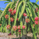 Dragon fruit Tree  screen for extension Chrome web store in OffiDocs Chromium
