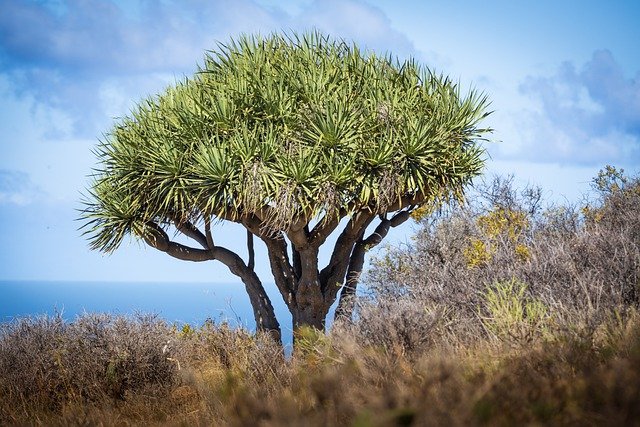 Free download dragon tree dracaena draco free picture to be edited with GIMP free online image editor