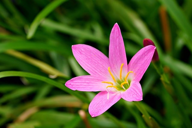 Free download drain lily flower plant petals free picture to be edited with GIMP free online image editor