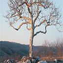 Dramanice Withered Tree in the Desert  screen for extension Chrome web store in OffiDocs Chromium