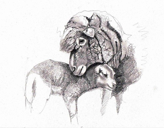 Free download Drawing Sheep Lamb -  free illustration to be edited with GIMP free online image editor