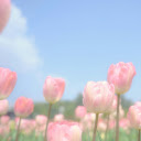 Dreamy Bloom  screen for extension Chrome web store in OffiDocs Chromium