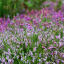 Dreamy purple flower garden  screen for extension Chrome web store in OffiDocs Chromium