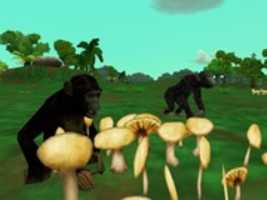 Free download DreamZoo2 - Bonobo (Makaio) free photo or picture to be edited with GIMP online image editor