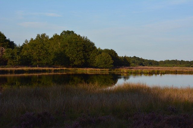 Free download Drenthe Nature Heide -  free photo or picture to be edited with GIMP online image editor