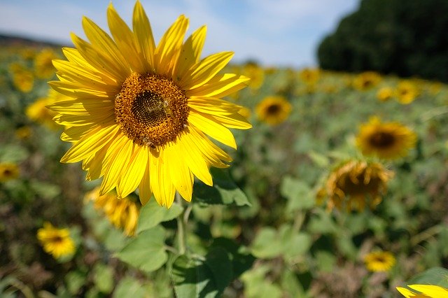 Kostenloser Download Dresdner Sonnenblumenwiese - kostenloses Foto oder Bild zur Bearbeitung mit GIMP Online-Bildbearbeitung