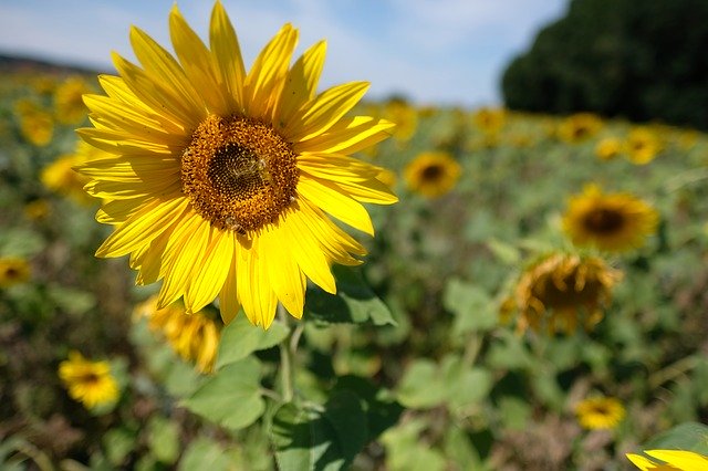 Free download Dresden Sunflower Meadow -  free photo or picture to be edited with GIMP online image editor