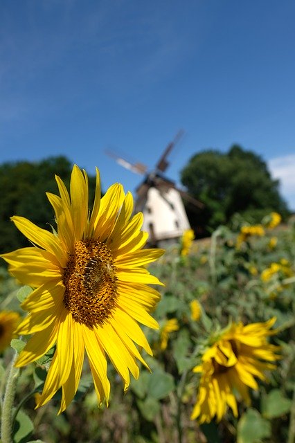 Free download Dresden Windmill Sunflower -  free photo or picture to be edited with GIMP online image editor