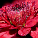 Dried dahlias  screen for extension Chrome web store in OffiDocs Chromium