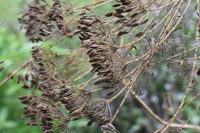 Descarga gratuita Dried Dill Weed Seeds: foto o imagen gratuita para editar con el editor de imágenes en línea GIMP