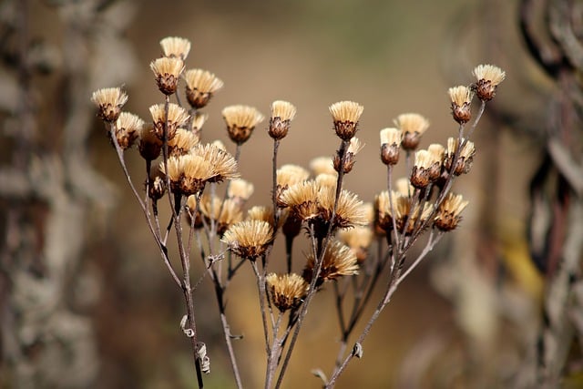 Free download dried flowers flowers plant faded free picture to be edited with GIMP free online image editor
