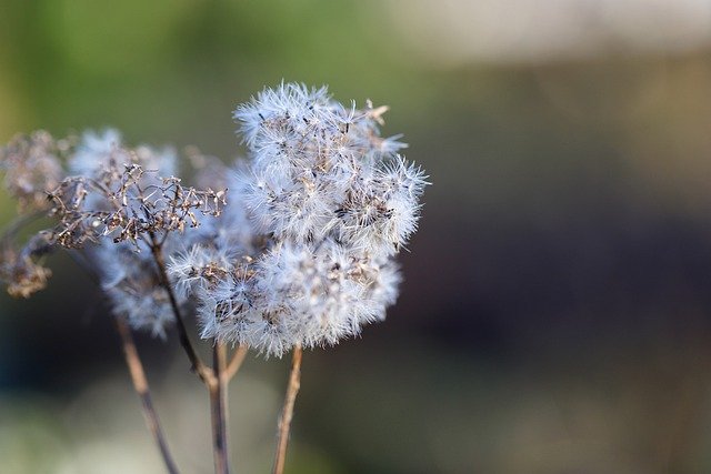 Free download dried flowers flying seeds free picture to be edited with GIMP free online image editor