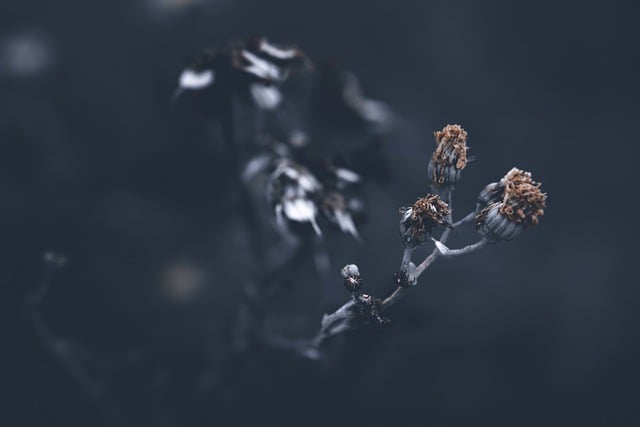 Free download dried flowers wilted flowers flowers free picture to be edited with GIMP free online image editor