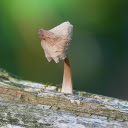 Dried mushrooms on tree trunks  screen for extension Chrome web store in OffiDocs Chromium