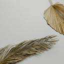 Dried Palm Leaves on a Light Grey Background  screen for extension Chrome web store in OffiDocs Chromium
