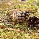 Dried pine nuts  screen for extension Chrome web store in OffiDocs Chromium