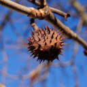 Dried ripe chestnuts  screen for extension Chrome web store in OffiDocs Chromium
