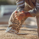 Dried Soybeans  screen for extension Chrome web store in OffiDocs Chromium