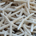 Dried starfish  screen for extension Chrome web store in OffiDocs Chromium