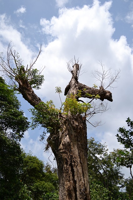 Kostenloser Download getrockneter Baum toter Baum, der schwer stirbt, kostenloses Bild, das mit dem kostenlosen Online-Bildeditor GIMP bearbeitet werden kann