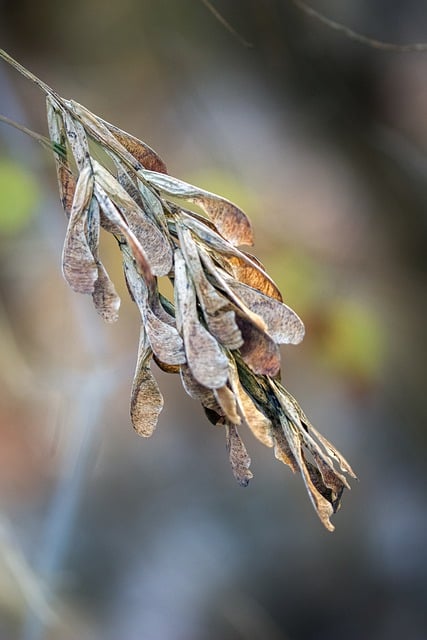 Free download driers autumn bokeh nature macro free picture to be edited with GIMP free online image editor