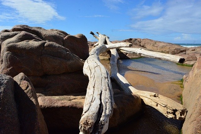 Téléchargement gratuit Drift Wood Sea Ocean - photo ou image gratuite à modifier avec l'éditeur d'images en ligne GIMP