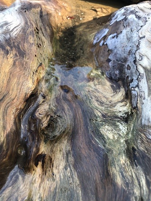 ດາວ​ໂຫຼດ​ຟຣີ Driftwood Tree Texture - ຮູບ​ພາບ​ຟຣີ​ຫຼື​ຮູບ​ພາບ​ທີ່​ຈະ​ໄດ້​ຮັບ​ການ​ແກ້​ໄຂ​ກັບ GIMP ອອນ​ໄລ​ນ​໌​ບັນ​ນາ​ທິ​ການ​ຮູບ​ພາບ​