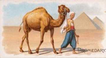Free download Dromedary African Camel (1890) free photo or picture to be edited with GIMP online image editor