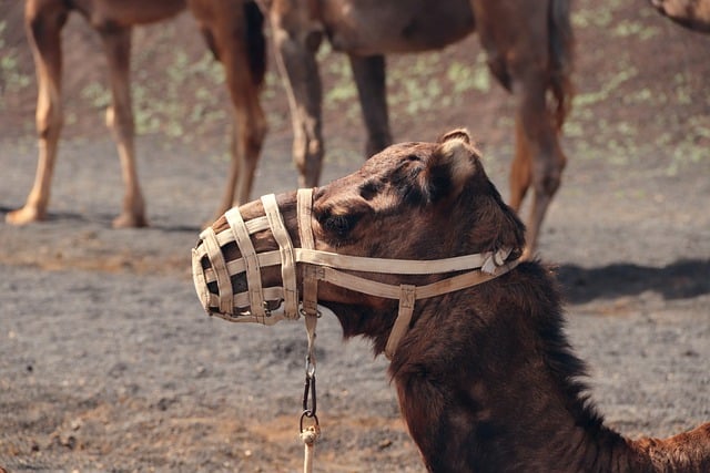 Free download dromedary camel animal desert free picture to be edited with GIMP free online image editor