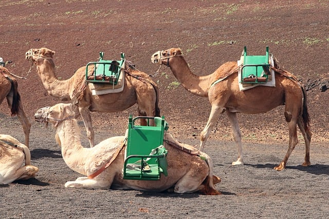 Free download dromedary caravan desert ship free picture to be edited with GIMP free online image editor