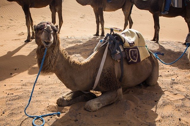 Free picture Dromedary Desert Camel -  to be edited by GIMP free image editor by OffiDocs