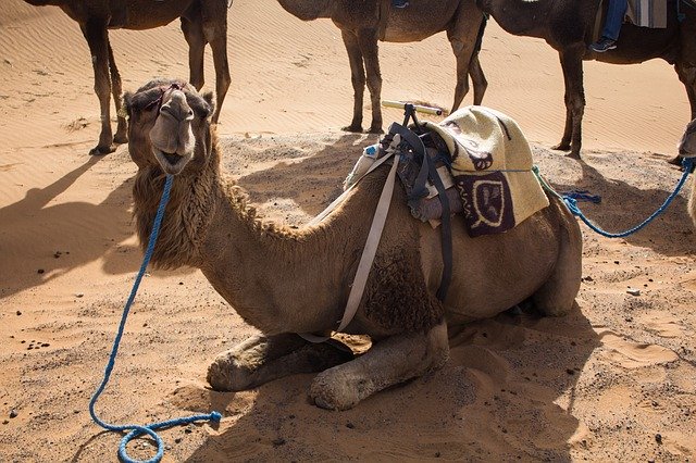 Muat turun percuma Dromedary Desert Camel - foto atau gambar percuma untuk diedit dengan editor imej dalam talian GIMP