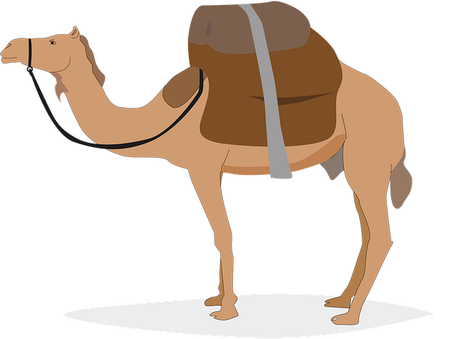 Free download Dromedary Travel Mammals -  free illustration to be edited with GIMP free online image editor