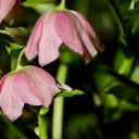 Drooping Flowers  screen for extension Chrome web store in OffiDocs Chromium