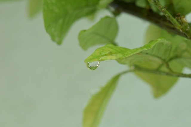 Bezpłatne pobieranie Drop Leaf Green - bezpłatne zdjęcie lub obraz do edycji za pomocą internetowego edytora obrazów GIMP