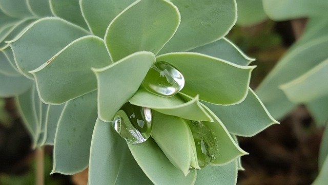 Gratis download Droplet Droplets Water - gratis foto of afbeelding om te bewerken met GIMP online afbeeldingseditor