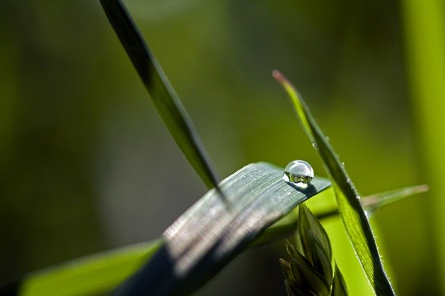 Free download Drop Of Water Macro -  free photo or picture to be edited with GIMP online image editor