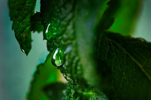 Скачать бесплатно Drop Of Water Mint Wet - бесплатное фото или изображение для редактирования с помощью онлайн-редактора изображений GIMP