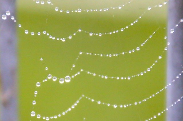 Free picture Drop Of Water Rain Cobweb -  to be edited by GIMP free image editor by OffiDocs