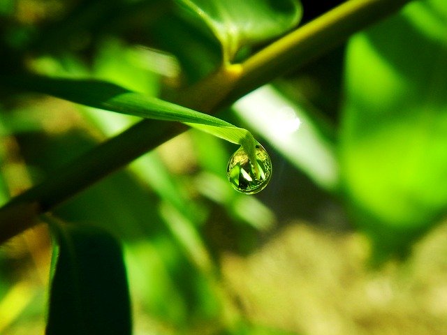 ດາວໂຫລດຟຣີ Drop Rocio Of Water - ຮູບພາບຫຼືຮູບພາບທີ່ບໍ່ເສຍຄ່າເພື່ອແກ້ໄຂດ້ວຍຕົວແກ້ໄຂຮູບພາບອອນໄລນ໌ GIMP