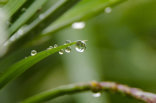 הורדה בחינם של Drops Drop Nature - תמונה או תמונה בחינם לעריכה עם עורך התמונות המקוון GIMP