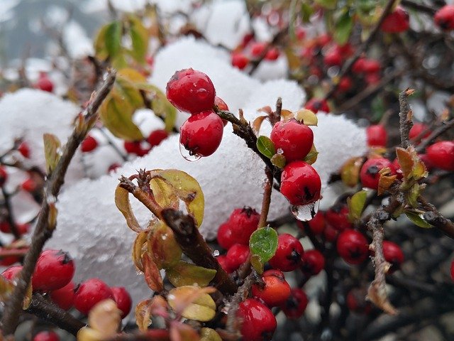 ດາວ​ໂຫຼດ​ຟຣີ Drop Snow Plant - ຮູບ​ພາບ​ຟຣີ​ຫຼື​ຮູບ​ພາບ​ທີ່​ຈະ​ໄດ້​ຮັບ​ການ​ແກ້​ໄຂ​ກັບ GIMP ອອນ​ໄລ​ນ​໌​ບັນ​ນາ​ທິ​ການ​ຮູບ​ພາບ​