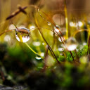 Drops of stagnant water  screen for extension Chrome web store in OffiDocs Chromium