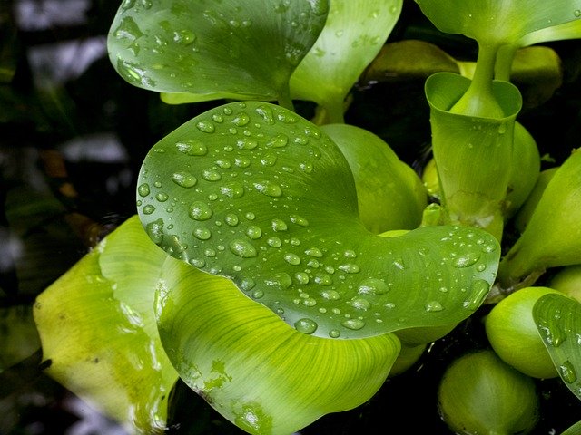 Muat turun percuma Drops Petal Rosa - foto atau gambar percuma untuk diedit dengan editor imej dalam talian GIMP