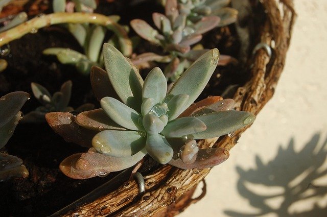 Muat turun percuma Drops Plant Fat Succulent Dew - foto atau gambar percuma untuk diedit dengan editor imej dalam talian GIMP