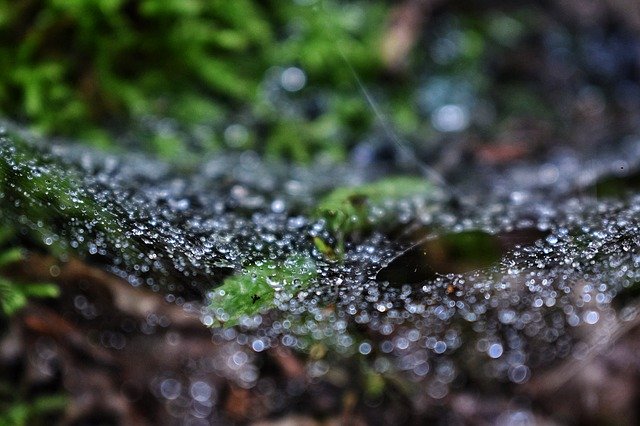 Muat turun percuma Drops Rain Rainy - foto atau gambar percuma untuk diedit dengan editor imej dalam talian GIMP