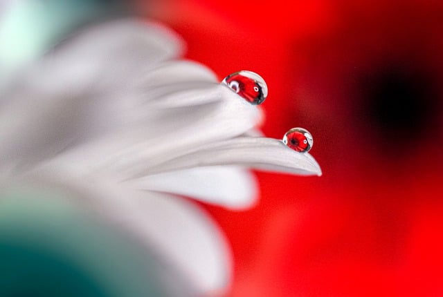 Free download drops water drops flower close up free picture to be edited with GIMP free online image editor